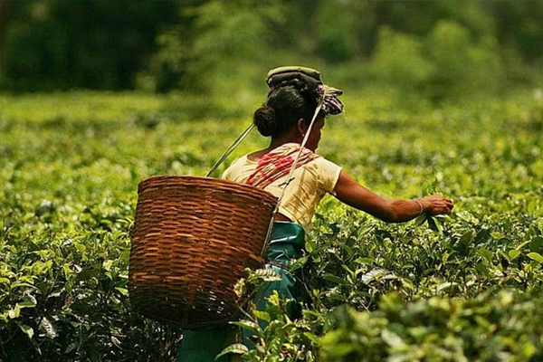 Tea Garden in Assam