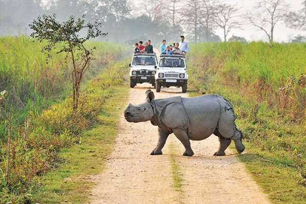 One Horned Rhino