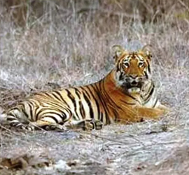 Manas National Park