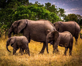 Nameri National Park