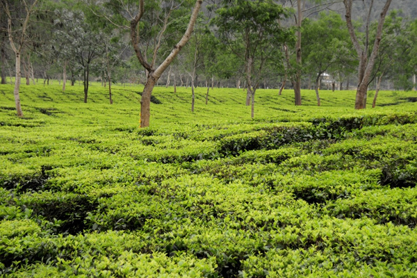 Tea Estate