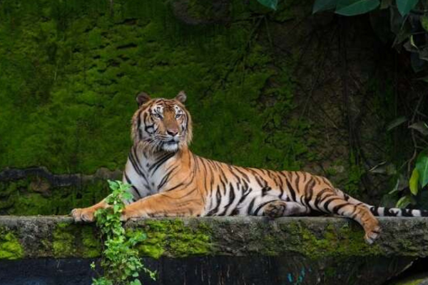 Kaziranga