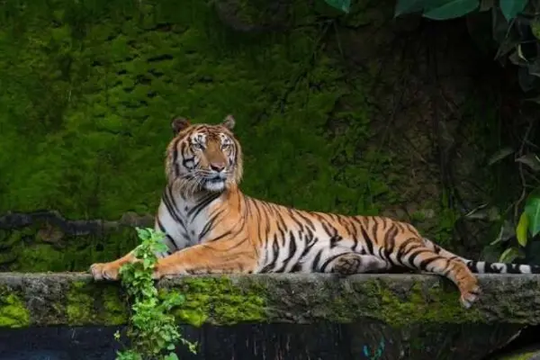 Wildlife Tour