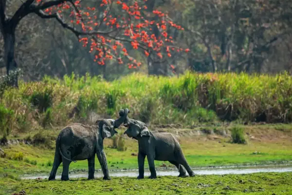 Kazaranga Assam