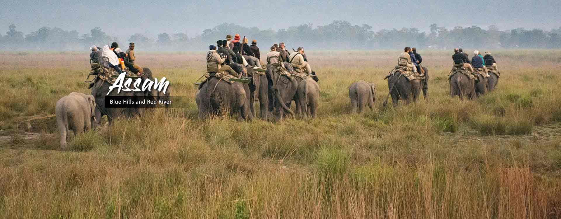 Assam,Kaziranga